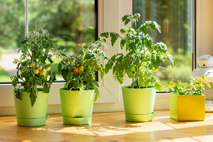 Sutaupyti visai paprasta: prieskoniai, daržovės ir vaisiai, kurie užaugs namuose net be balkono